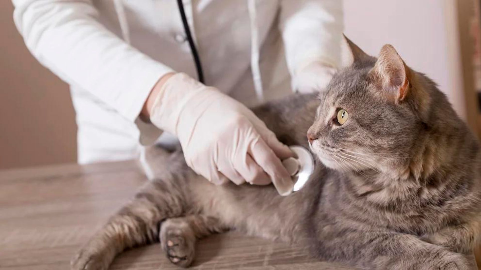 Los gatos, al igual que los perros, deben cumplir con su chequeo veterinario antes de ingresar al país (Archivo)