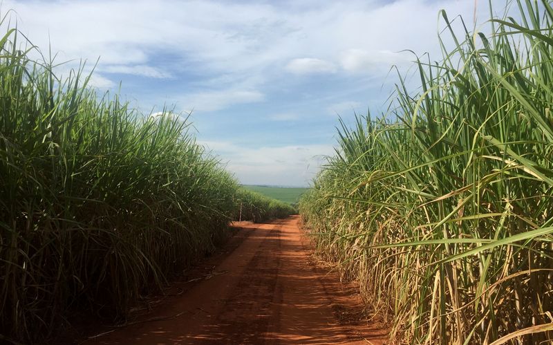 El sector azucarero tiene un rol fundamental en la economía dominicana (REUTERS)