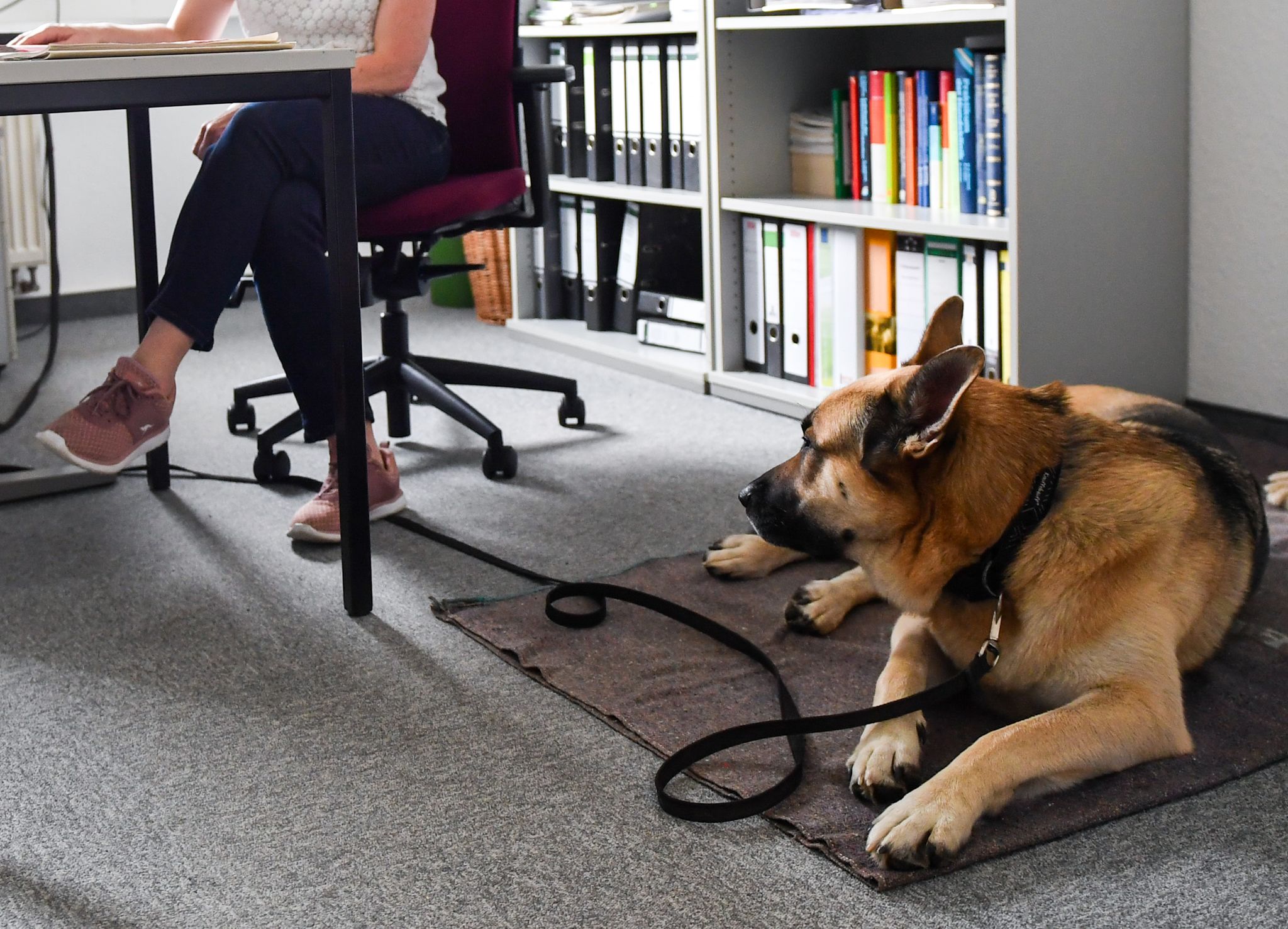 Cada vez es más común ver canes en el ámbito laboral (Foto: Jens Kalaene/dpa)