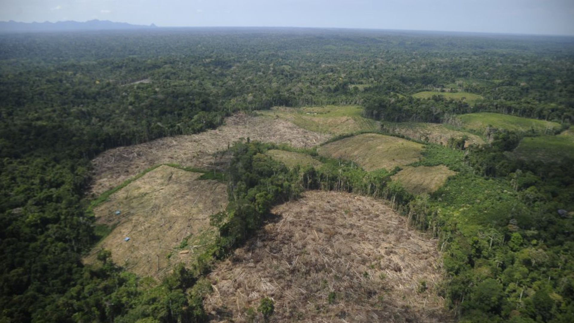 Perú perdió unas 10 millones de hectáreas de bosque amazónico en los últimos 35 años