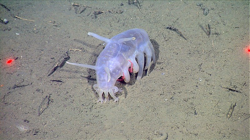 El cerdo de mar, o Scotoplanes globose , es una especie de pepino de mar llamado así por su cuerpo redondo y coloración rosada ( NOAA/ MBARI)