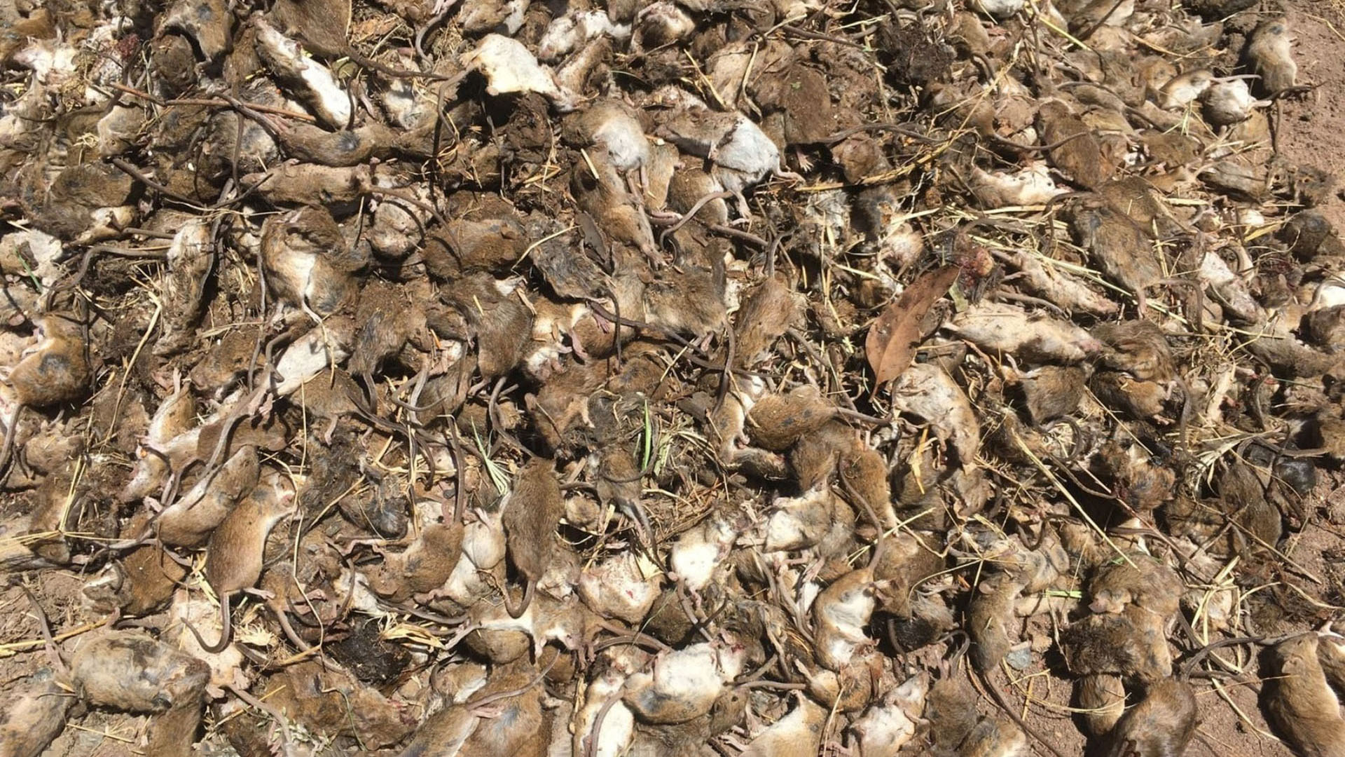 Millones de ratones han invadido las granjas australianas y amenazan con extenderse a las grandes ciudades e incluso hasta Sidney  (EFE/NSW farmers Association)
