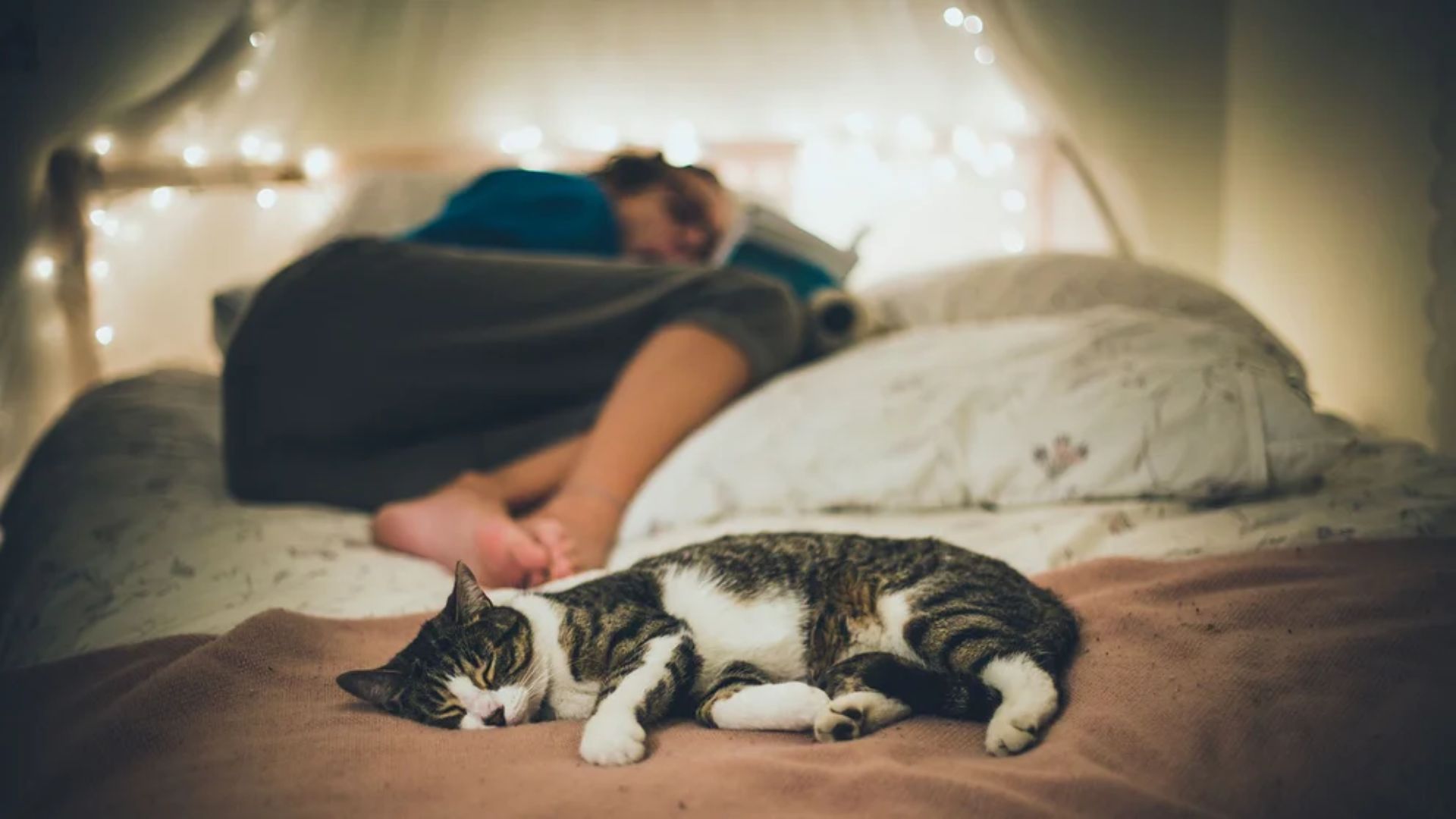 Cuando están tristes, los gatos suelen dormir más horas de lo habitual (Getty)