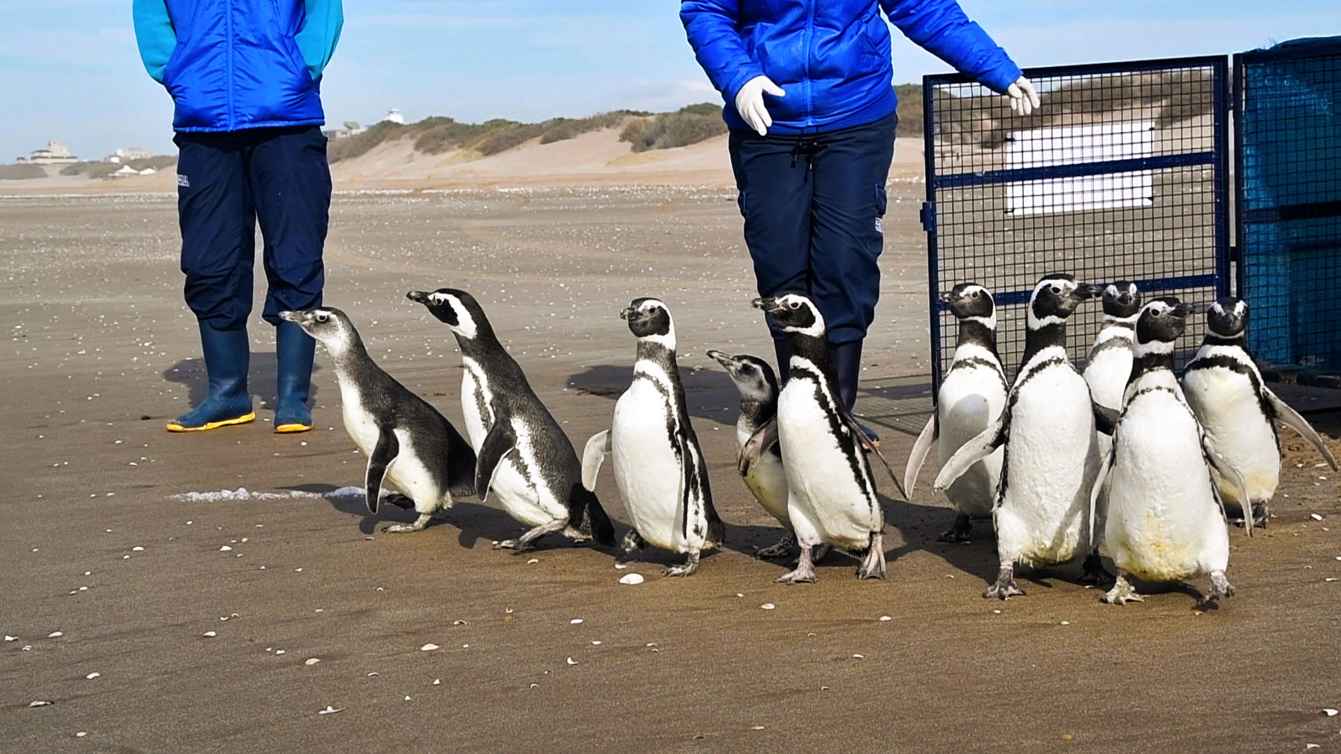 Diez Pingüinos De Magallanes Regresaron A Su Hábitat En Mar Del Plata