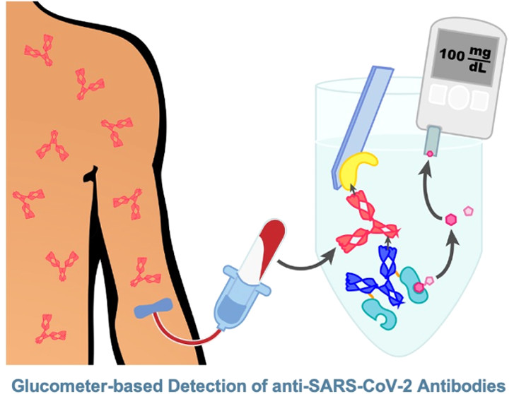 El medidor de glucosa puede detectar anticuerpos contra el SARS-CoV-2 en muestras de pacientes. Ab=anticuerpo; Inv=invertasa (foto: Journal of the American Chemical Society)