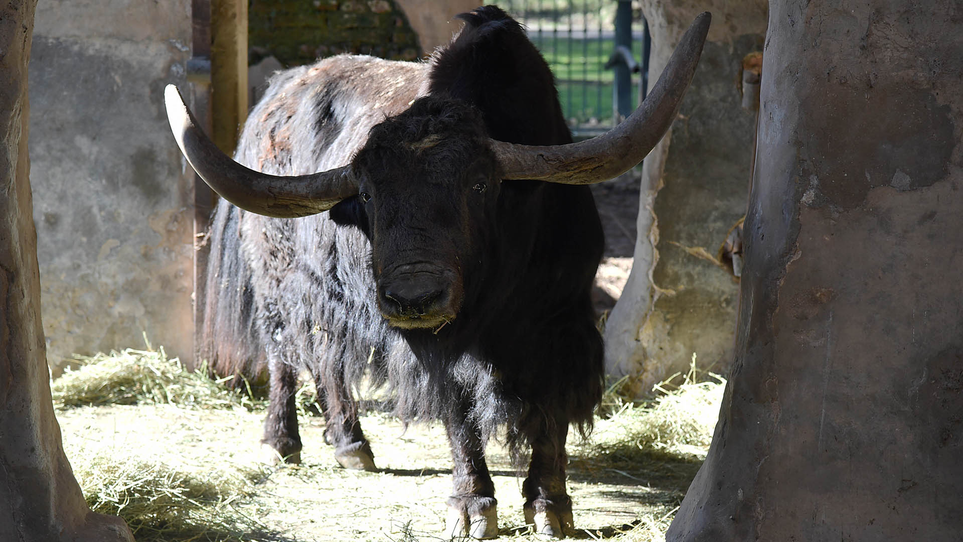 Tras vivir 12 años en cautiverio, el municipio liberó al Yak 'Chicho' a un espacio ubicado en la provincia de Entre Ríos (Municipalidad de La Plata)
