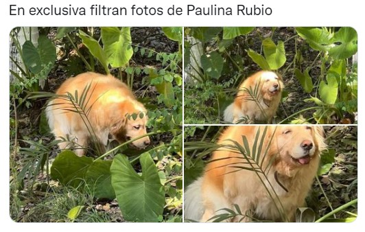 Los mejores memes que dejó Paulina Rubio mientras usaba la playa como baño  - Infobae