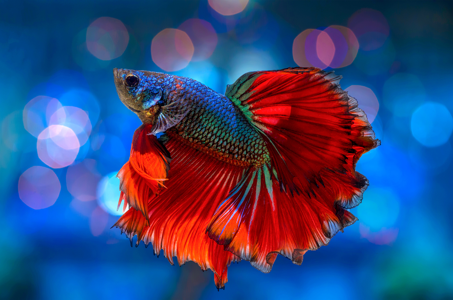 Nuevos experimentos confirman que los peces tienen conciencia de sí mismos  - Infobae