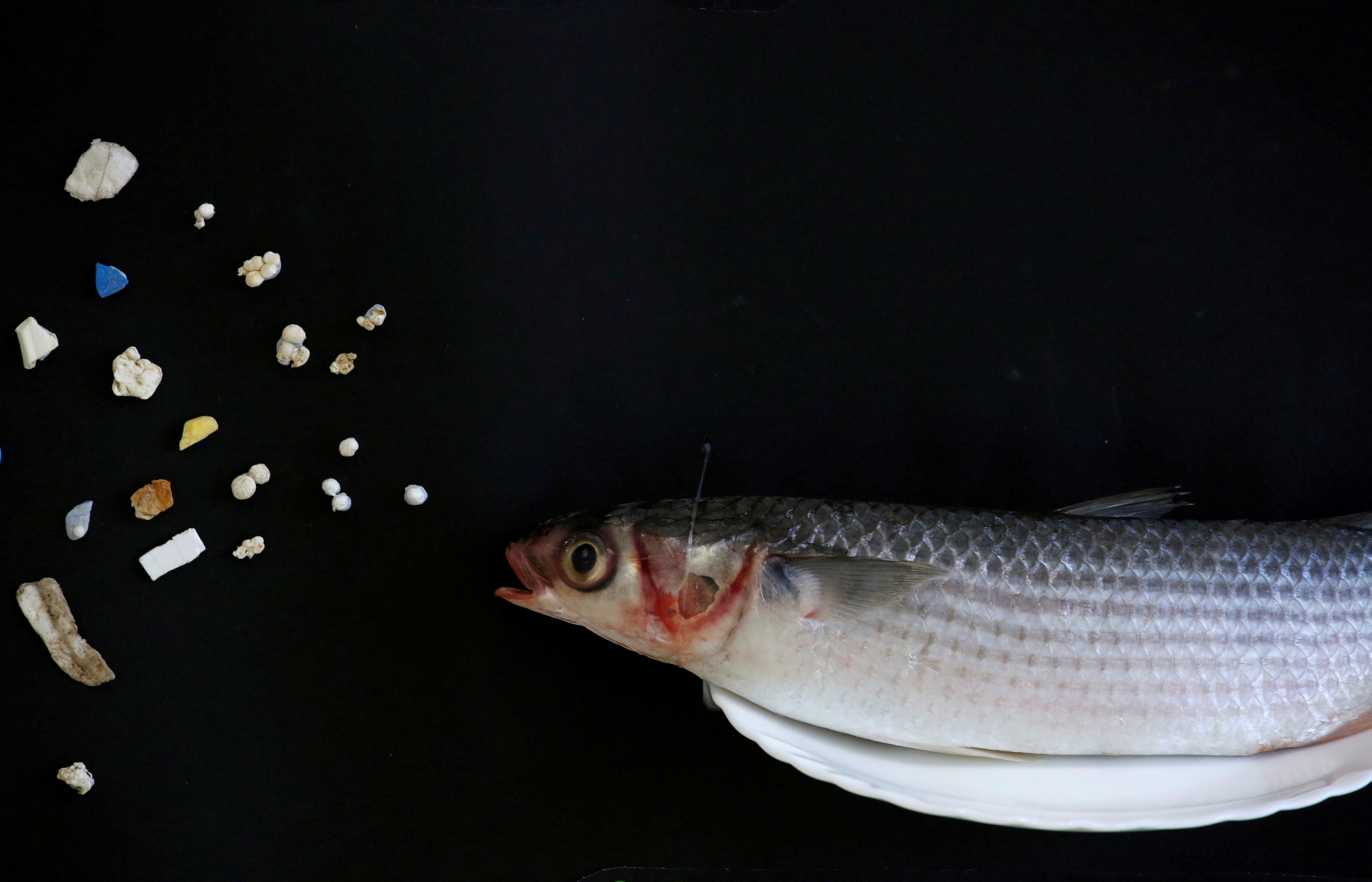 Los peces y otros animales marinos sufren la contaminación de microplásticos (REUTERS/Bobby Yip/File Photo)