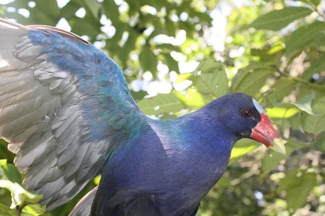 Aumentó el reporte de aves migratorias que, en su paso por Bogotá, necesitan atención 