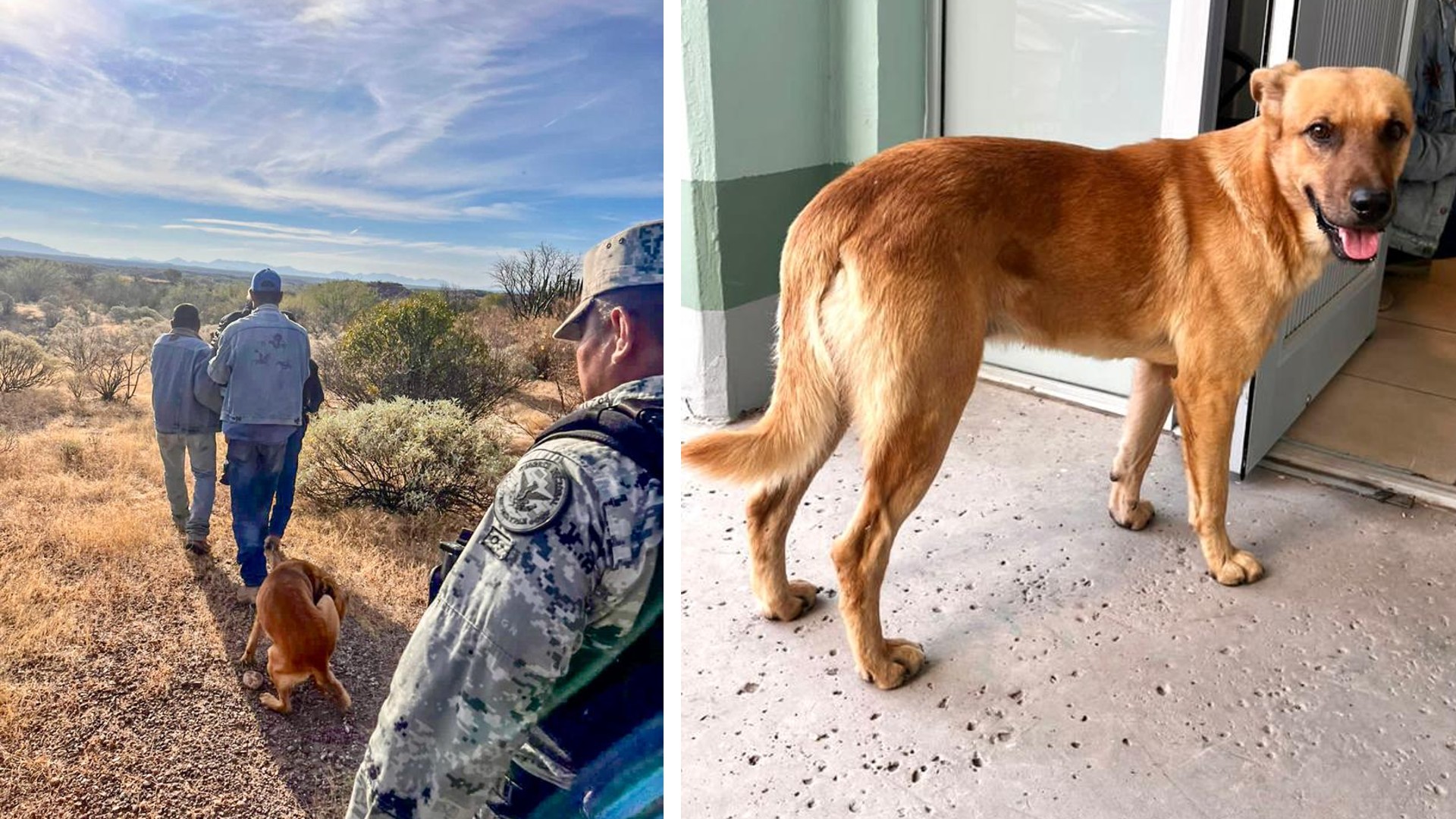 “El Palomo”, un perrito que ayudó a su dueño a regresar a casa tras una semana perdido en Sonora