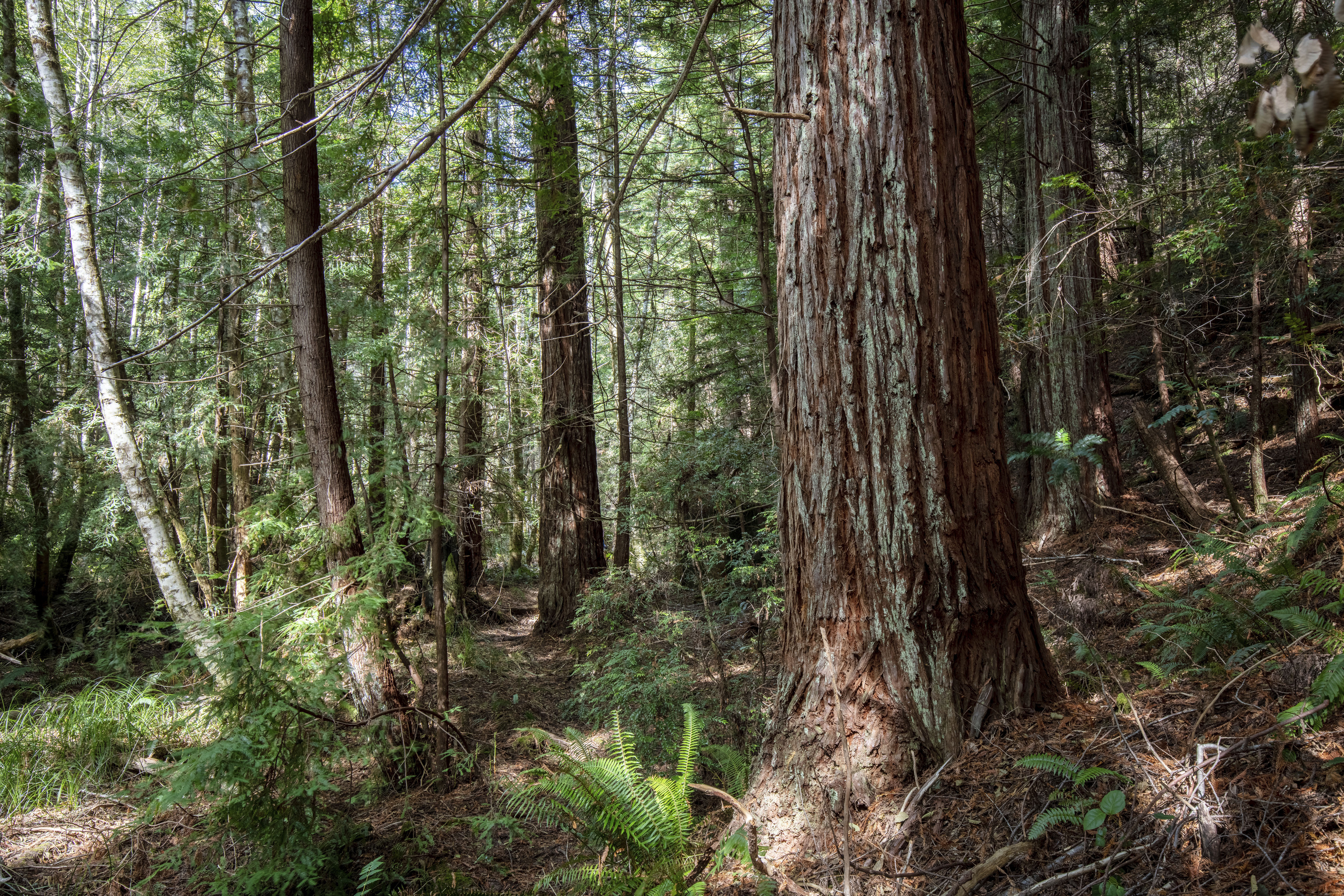 Un bosque de secuoyas en el condado de Mendocino, California (AP)

