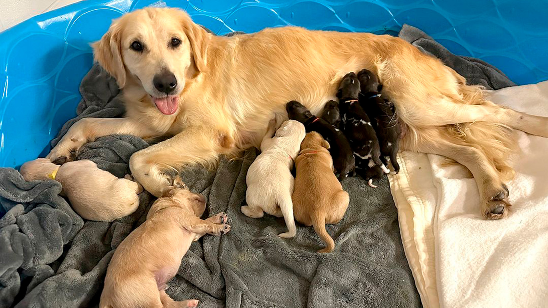 cuando llegaron los labrador retrievers a america