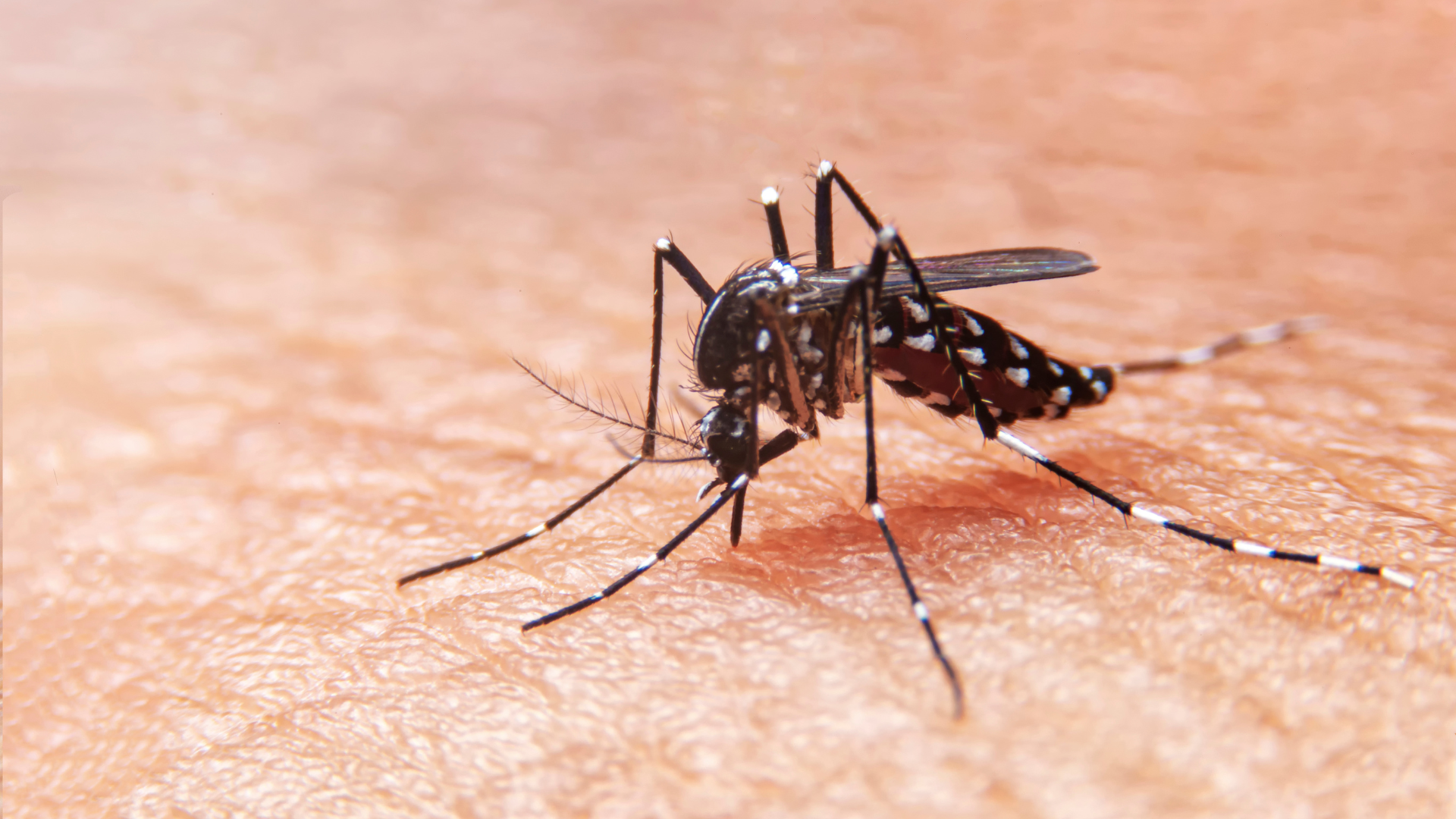 La dieta del dengue: qué alimentos comer y cuáles evitar para recuperarse mejor