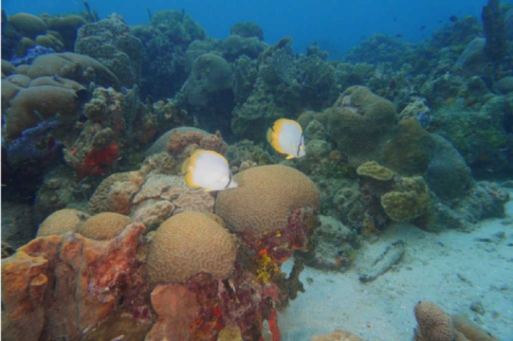 Imágenes de los corales ubicados en el Parque Nacional Natural Corales del Rosario y de San Bernardo. Foto: Parques Nacionales Naturales.