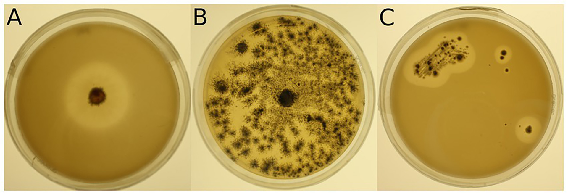 Ejemplos de placas de medio mineral más Impranil ( MM + Imp) inoculadas con cepas microbianas para la evaluación de la degradación de Impranil . (A) Foto de la cepa 943 ( Lachnellula sp.) cultivada en MM + Imp durante 7 días. (B) Foto de la cepa 1205 ( Pseudogymnoascus pannorum ) cultivada en MM + Imp durante 14 días. (C) Foto de la cepa 985 ( Amycolatopsis sp.) cultivada en MM + Imp durante 28 días. (Crédito: Beat Frey)