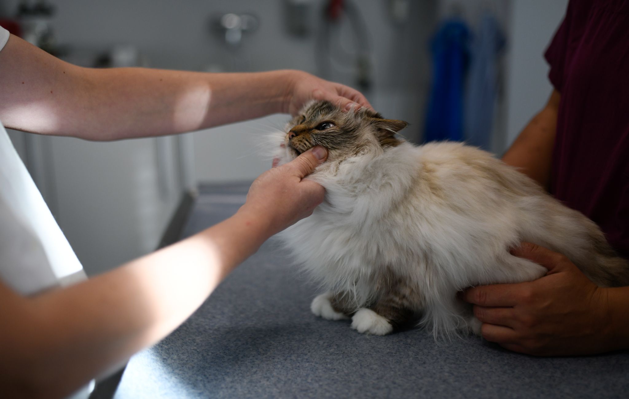 "Ahora los veterinarios pueden prescribir medicamentos obviamente para que utilicen las mascotas y los pacientes pueden ir con una receta firmada por un veterinario a que los dispensemos nosotros en la farmacias", dijeron desde COFA Foto: Ina Fassbender/dpa