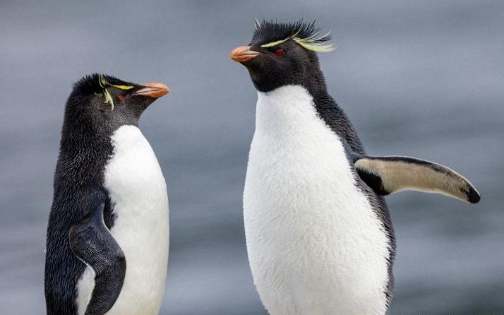 Actualmente existen 18 subespecies de pingüinos en todo el mundo (Captura)