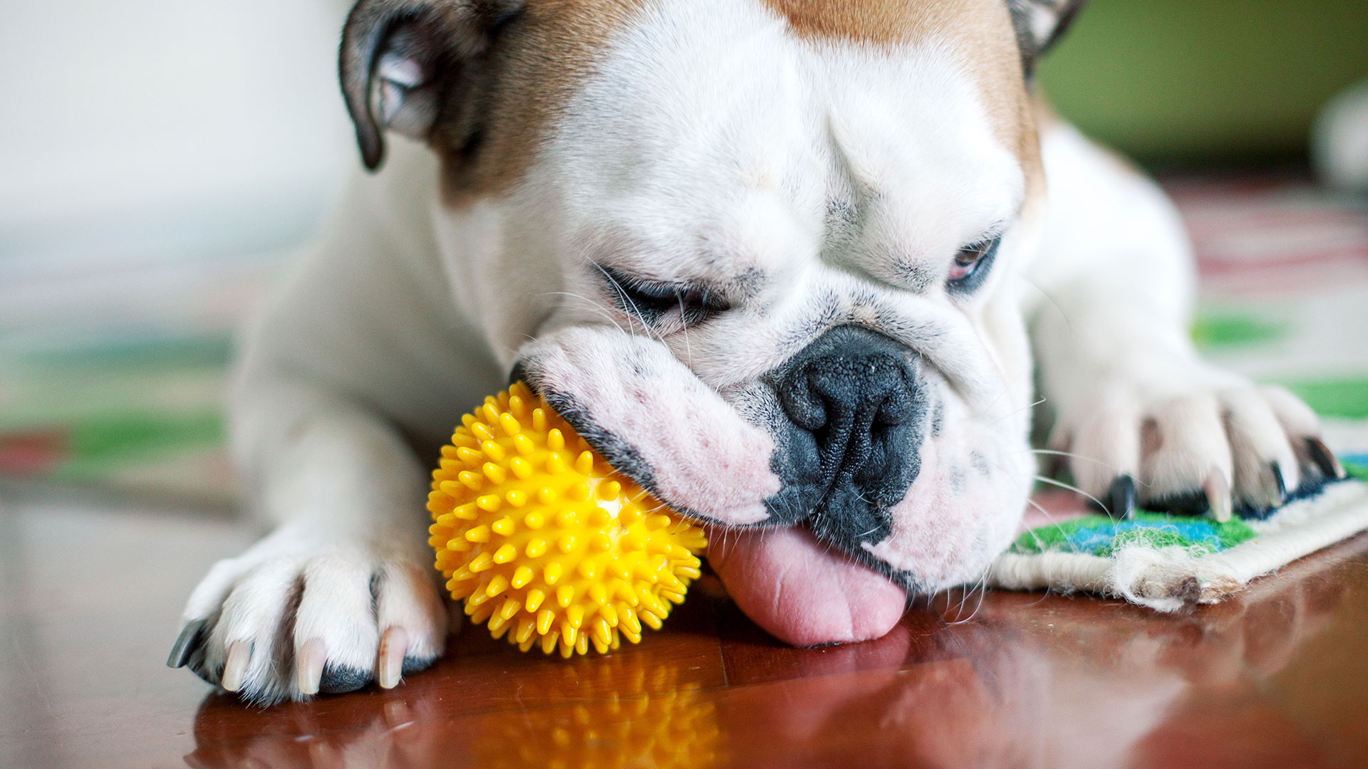 “Si podemos entender qué sentidos usan los perros mientras buscan un juguete, esto puede revelar cómo piensan al respecto”, señalaron los investigadores