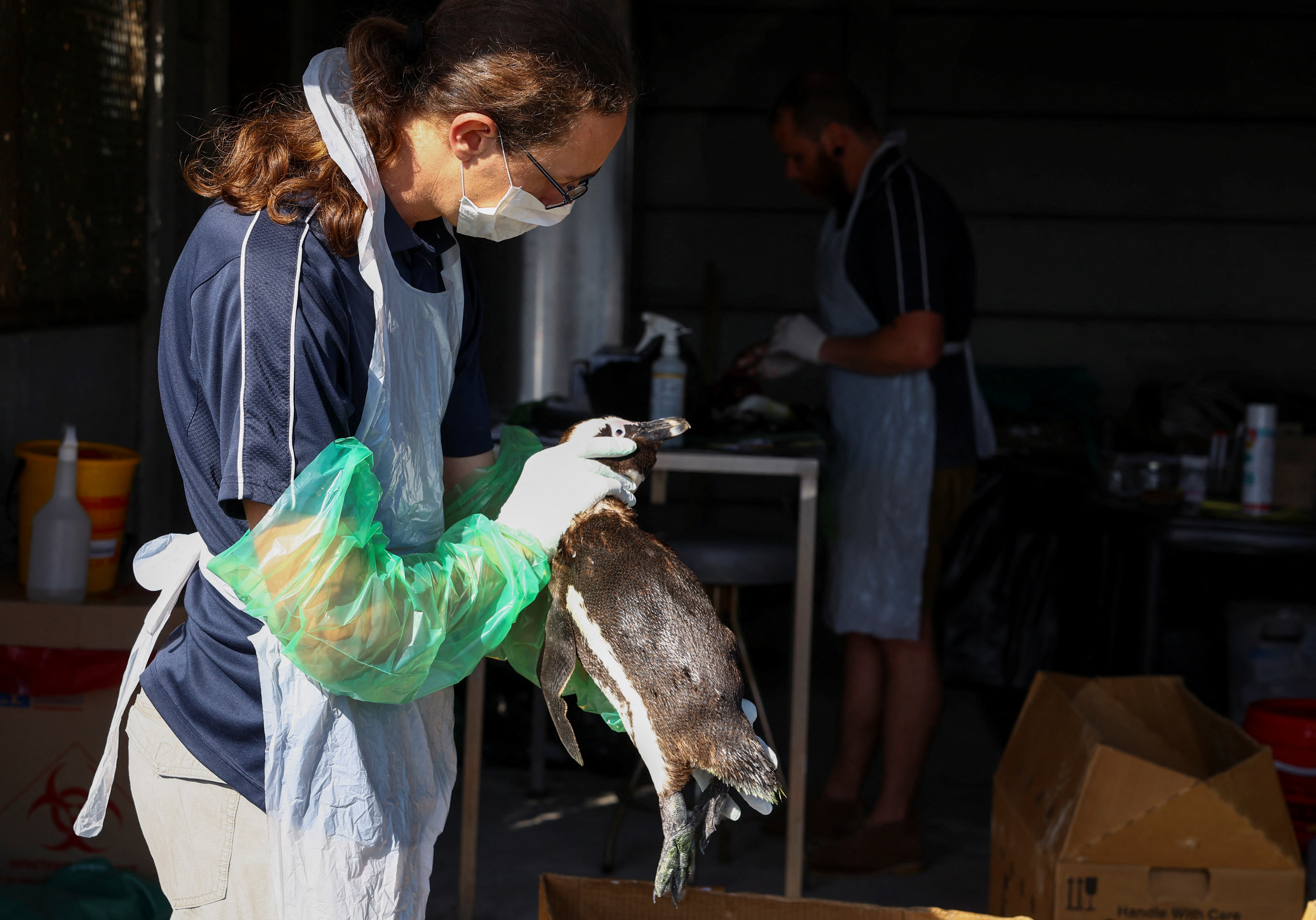 En septiembre del año pasado,  30 pingüinos murieron tras haberse contagiado de gripe aviar en Sudáfrica/ REUTERS/Esa Alexander
