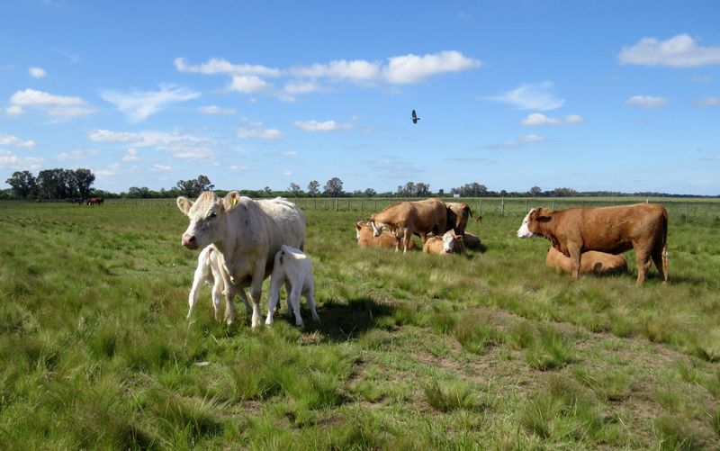 Ganado bovino en un campo de la provincia de La Pampa, Argentina (Reuters)