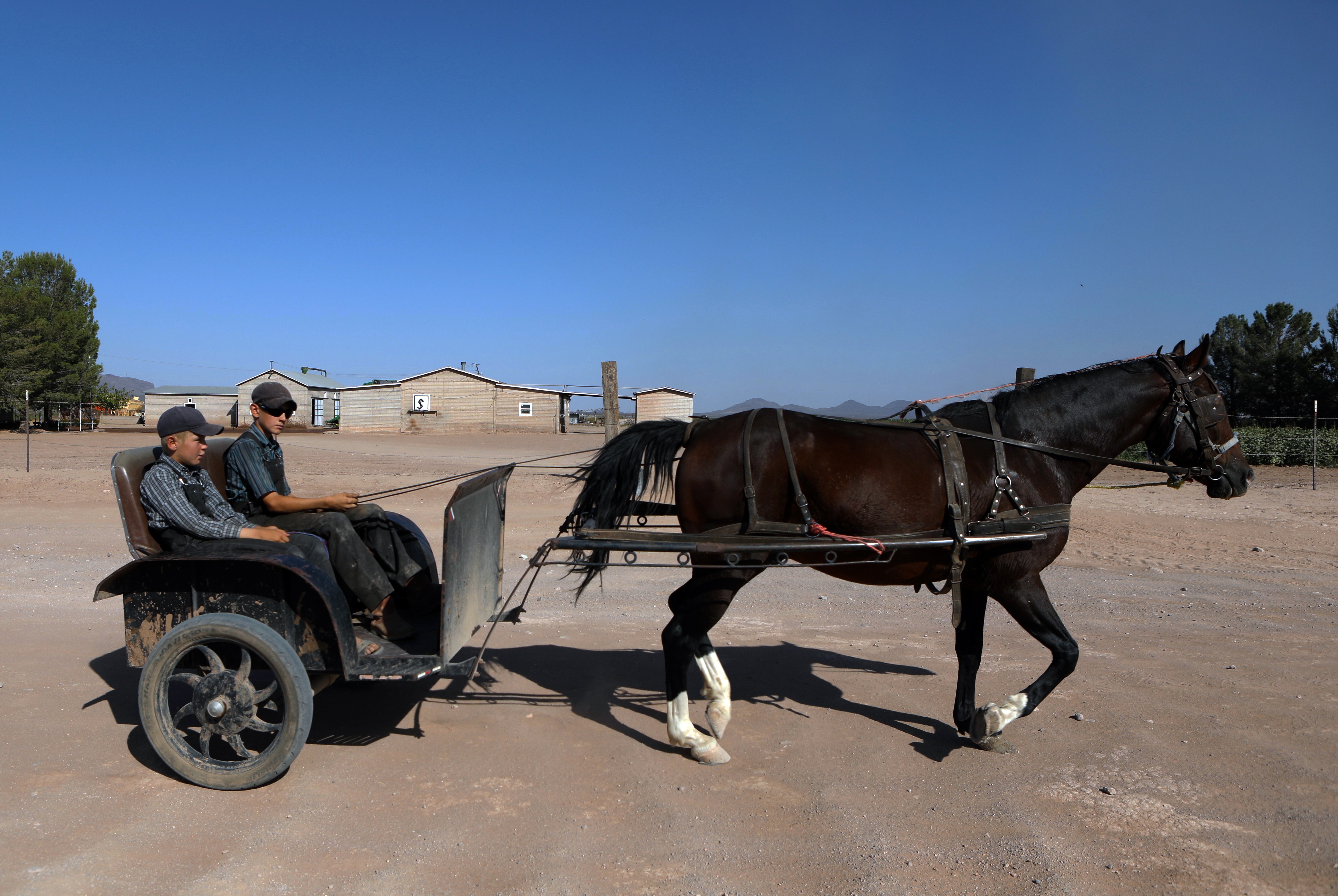 Jóvenes menonitas viajan en un carro tirado por caballos en una comunidad menonita en el municipio de Ascensión, estado de Chihuahua, México, el 26 de septiembre de 2020.