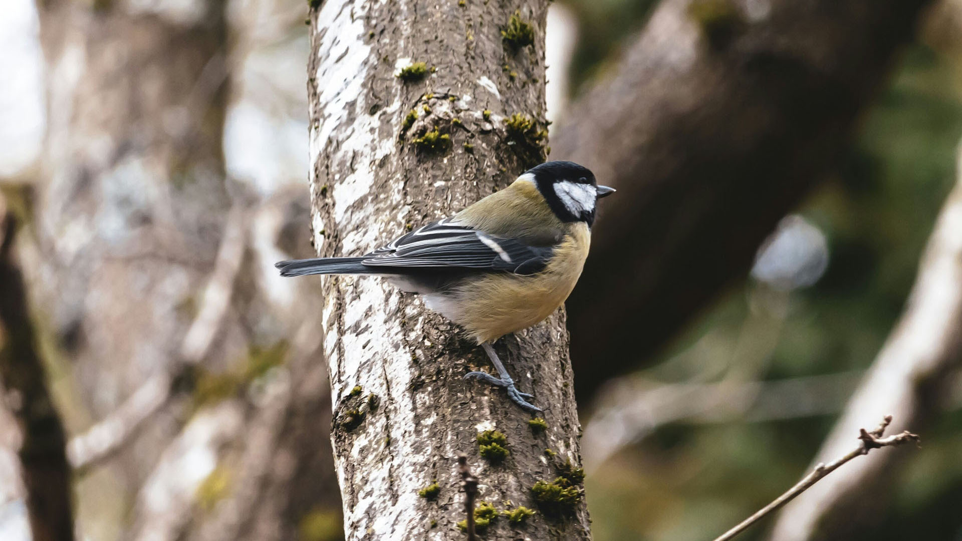 Argentina participará de una cumbre de jefes militares convocada por Estados Unidos en Washington
