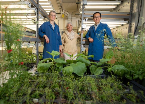 Los investigadores Wilhelmina van de Ven, Katie Dehesh, Jin-Zheng Wang, quienes dirigieron la investigación sobre el estrés de las plantas (cortesía: Universidad de California)