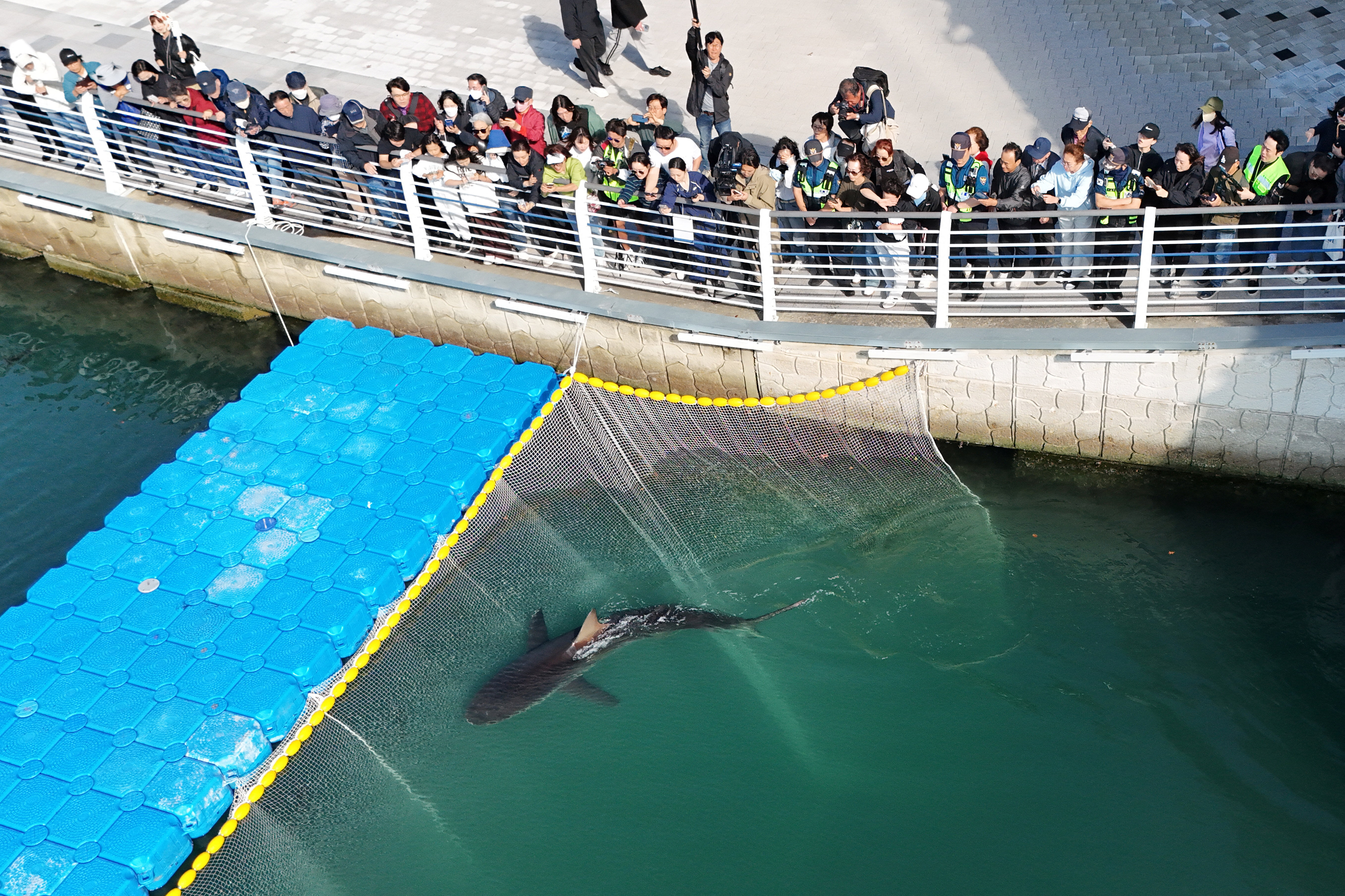 Bukangi, el insólito caso del tiburón coreano que no quiere vivir en el mar y atrajo a más de un millón de personas