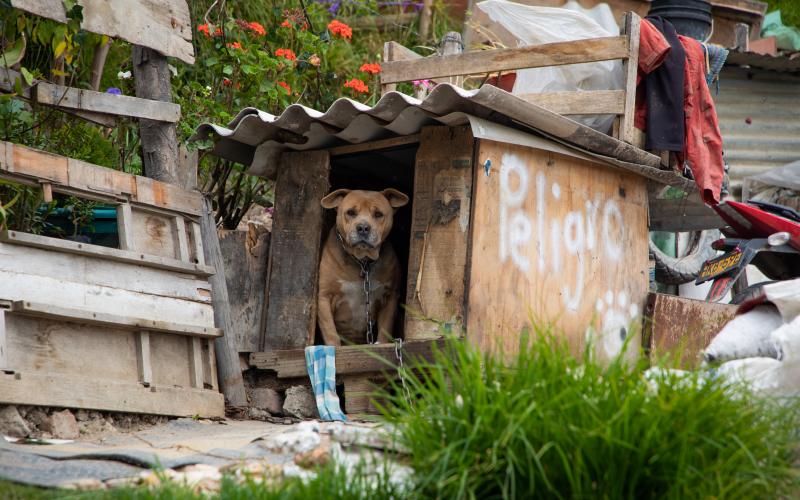 Ya hay un estudio de perros callejeros en Bogotá: unos 66 mil no tienen hogar