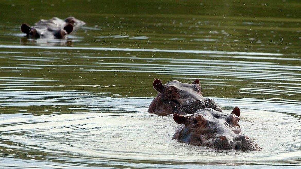 Fotografía de archivoque muestra uno de los hipopótamos de la hacienda Nápoles