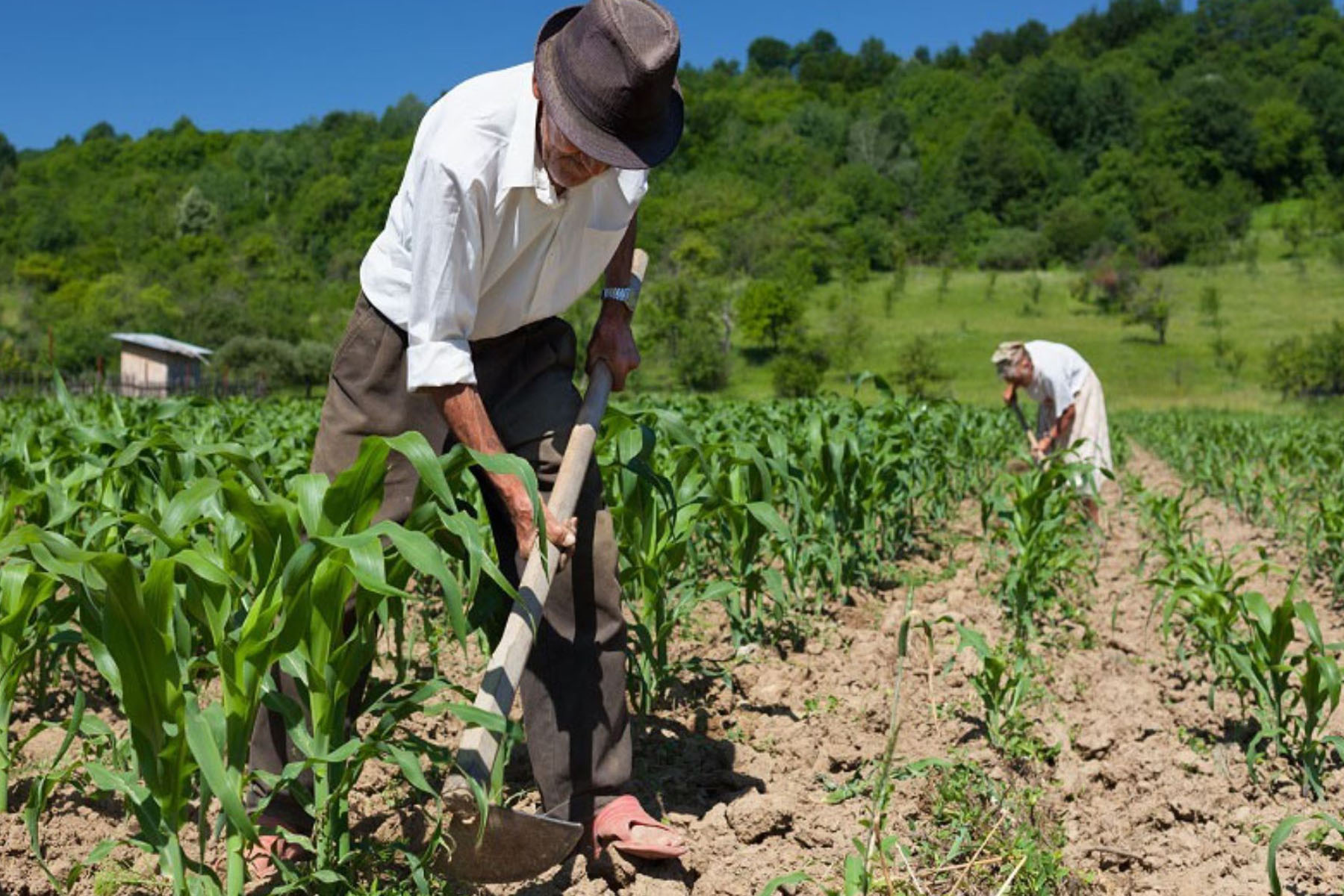 Bono Wanuchay de 350 soles beneficiará a cerca de 65,600 agricultores. Foto: Andina.