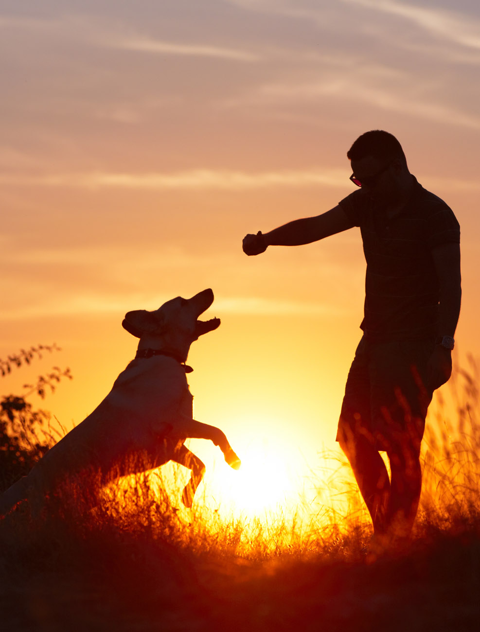 cinco-consejos-para-ser-un-tutor-de-perros-responsable-clanfmok