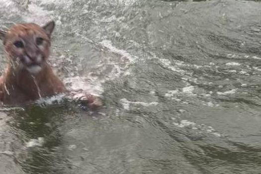 Puma avistado por turistas en el embalse de Topocoro pudo morir ahogado, anunció la Autoridad Ambiental de Santander