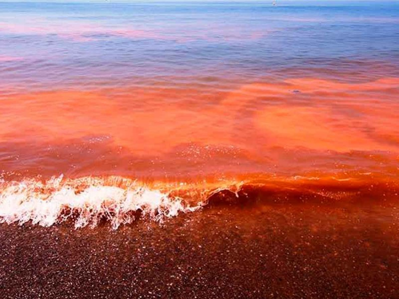 La marea roja se deben a la presencia de algas microscópicas, algunas tóxicas (Fotos:Twitter/ctoqroo/)