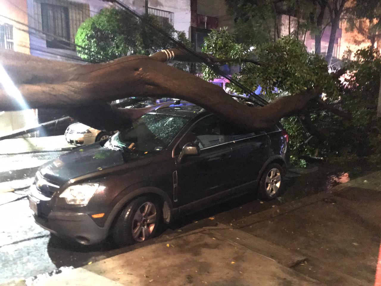 Los árboles habrían causado daños a vehículos y presentaban un riesgo para los peatones (Foto: Twitter/ARHipodromo)