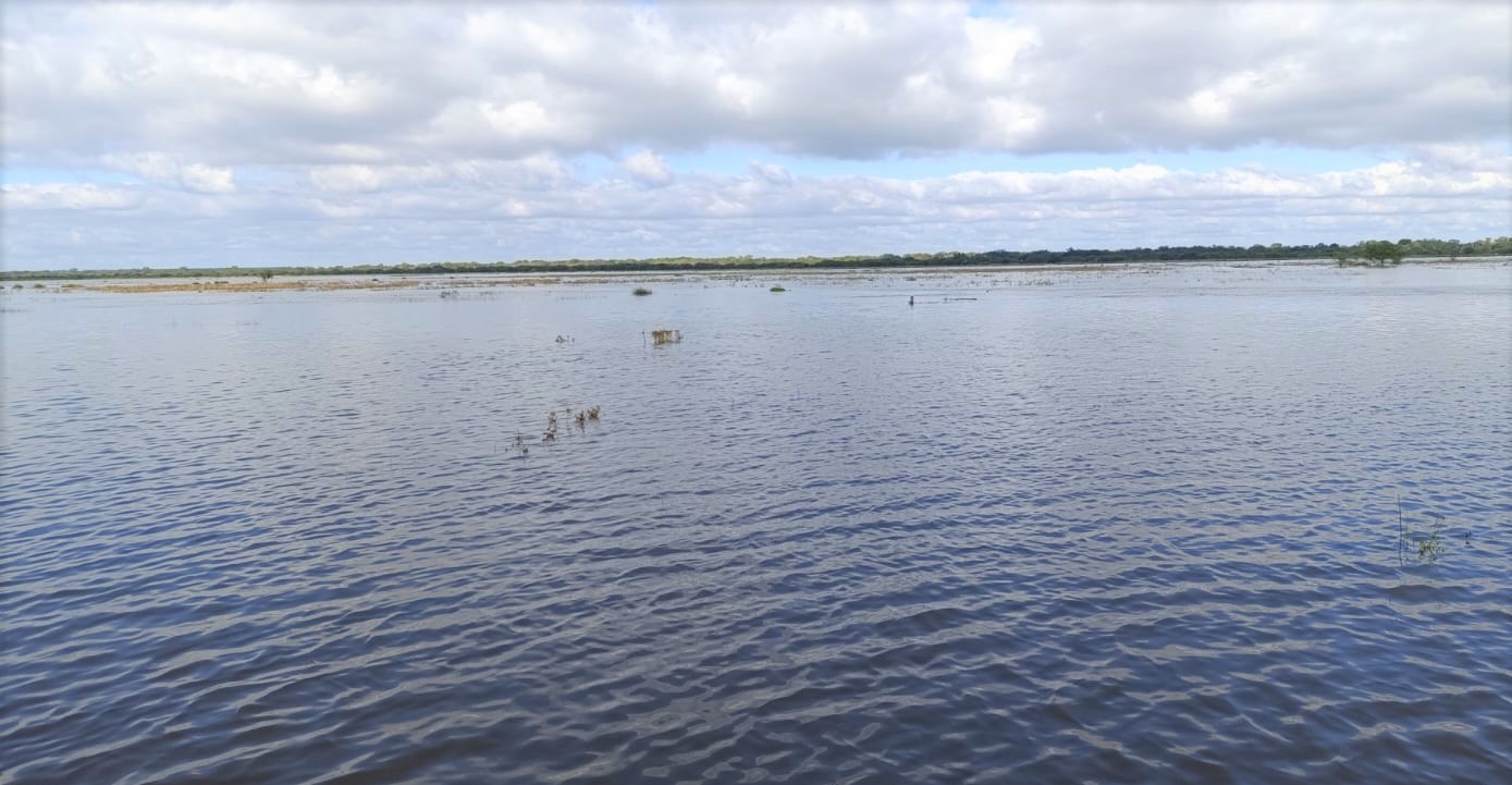 "Saturaci&oacute;n total": las inundaciones severas en Santa Fe a&iacute;slan animales y proyectan grandes p&eacute;rdidas