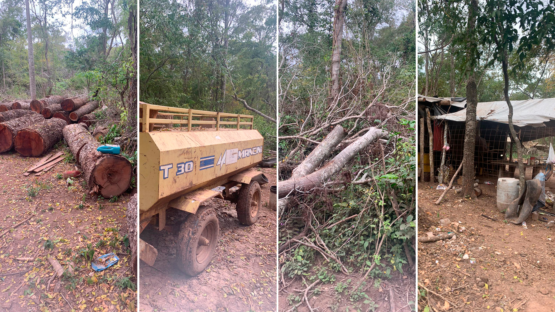 Imágenes de la tala de árboles en las hectáreas que el narcotráfico quiere recuperar 