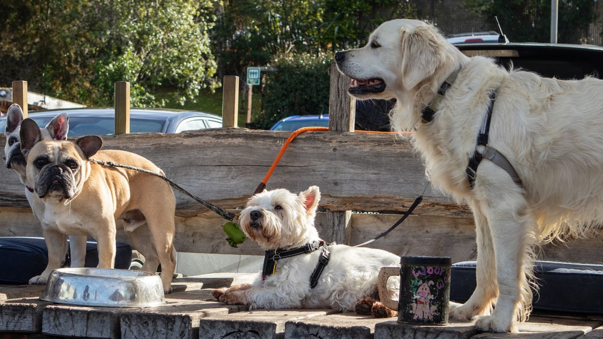 La Superioridad De Las Perros Pequeños Por Qué Las Razas Grandes Viven 