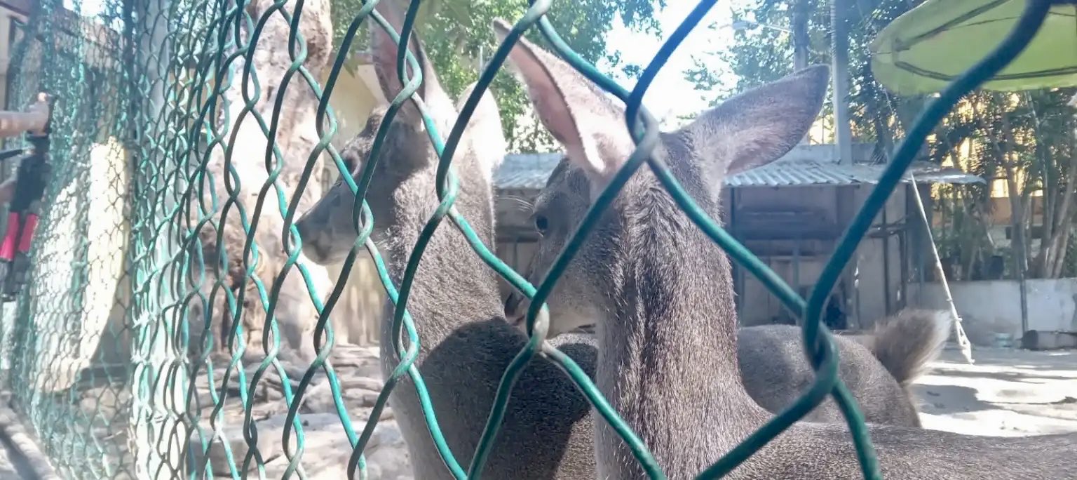 Cuatro ejemplares de cabra pigmea fueron sacrificadas y cocinadas en el Zoológico de Chilpancingo.
(@JonTapiaSS)