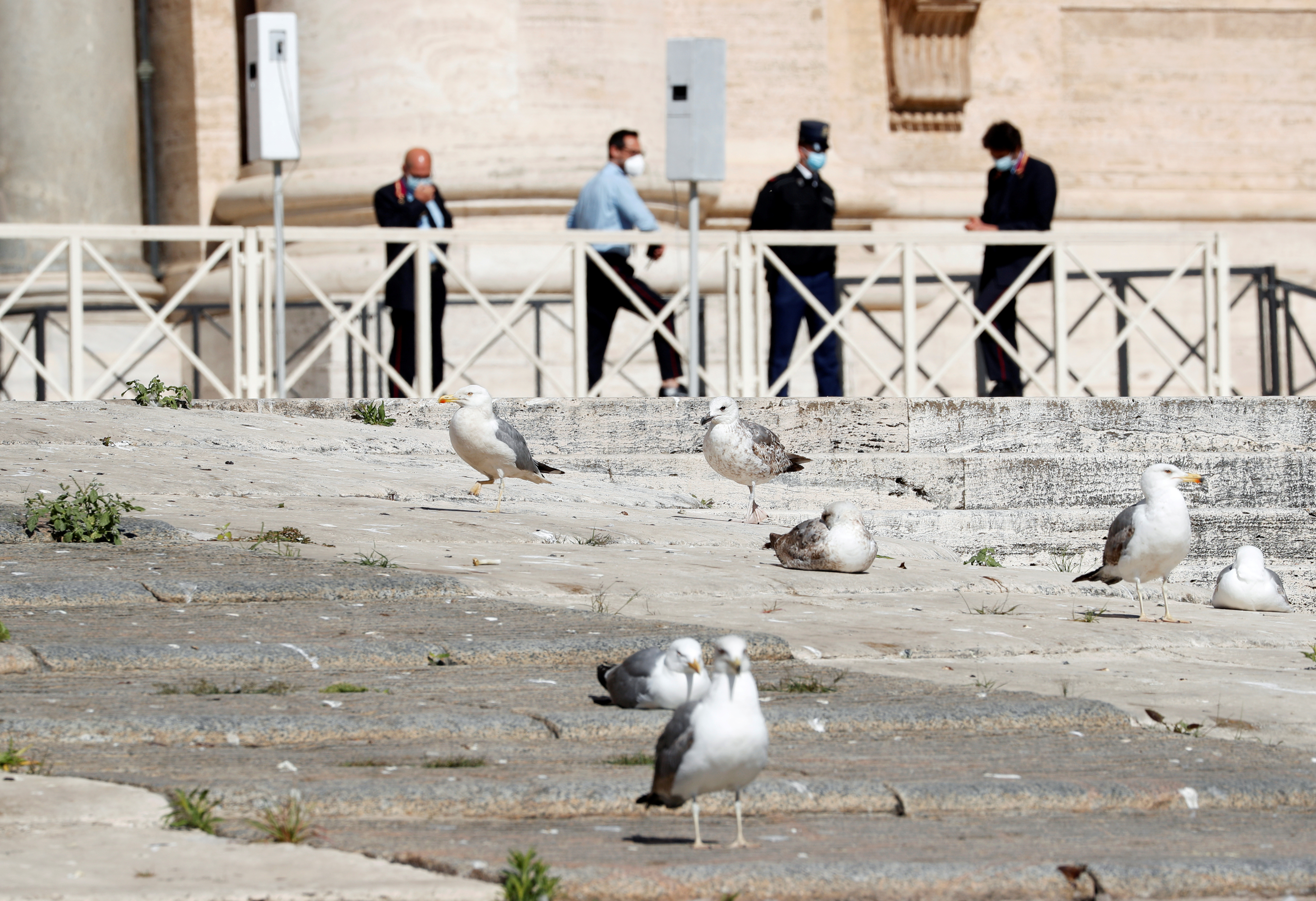 Las gaviotas se sientan en las escaleras de la Basílica de San Pedro mientras el Papa Francisco celebra la audiencia general semanal en el Vaticano el 27 de mayo de 2020. (REUTERS/Remo Casilli)