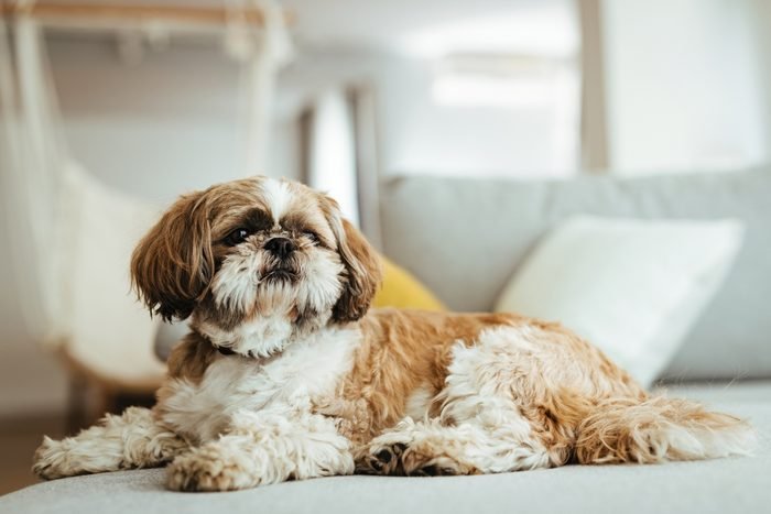 Always, first of all, you have to have dedication and time.  “There are activities that depend exclusively on the person in charge of pets and it is essential to allocate a couple of hours a day