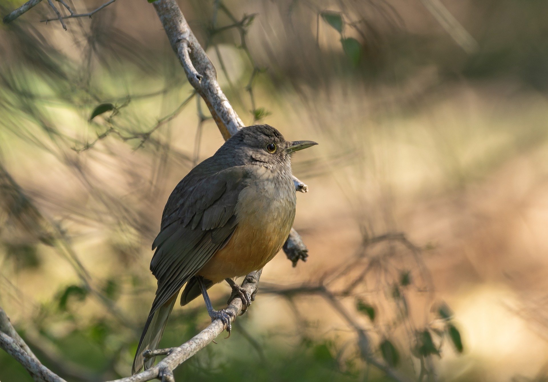 Se trata de un ave que habita en las Américas y que en la Argentina cuenta con hábitats en distintos puntos del país  (Pixabay)