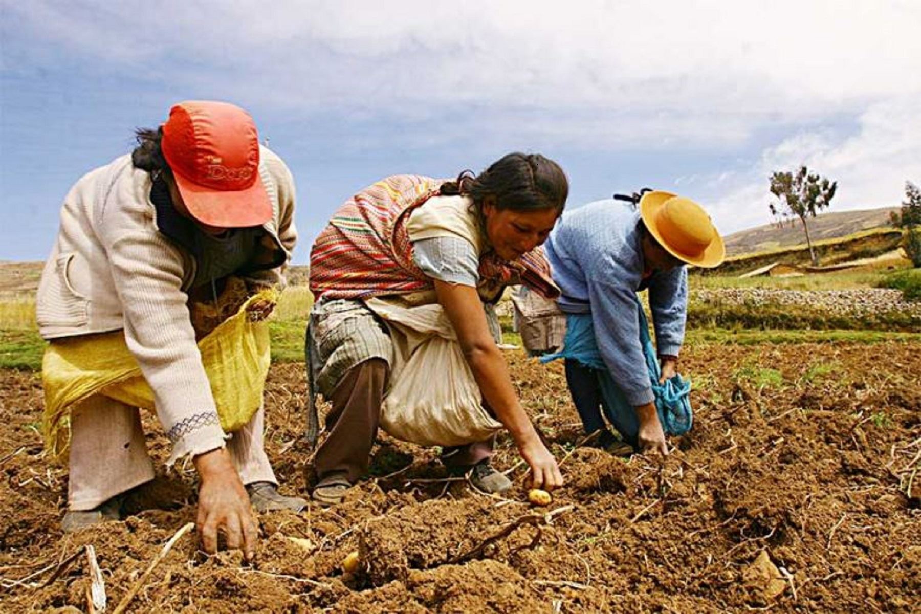Eventos climatológicos vienen afectando a más de 8.000 hectáreas de cultivos y más de 5.000 agricultores en Perú