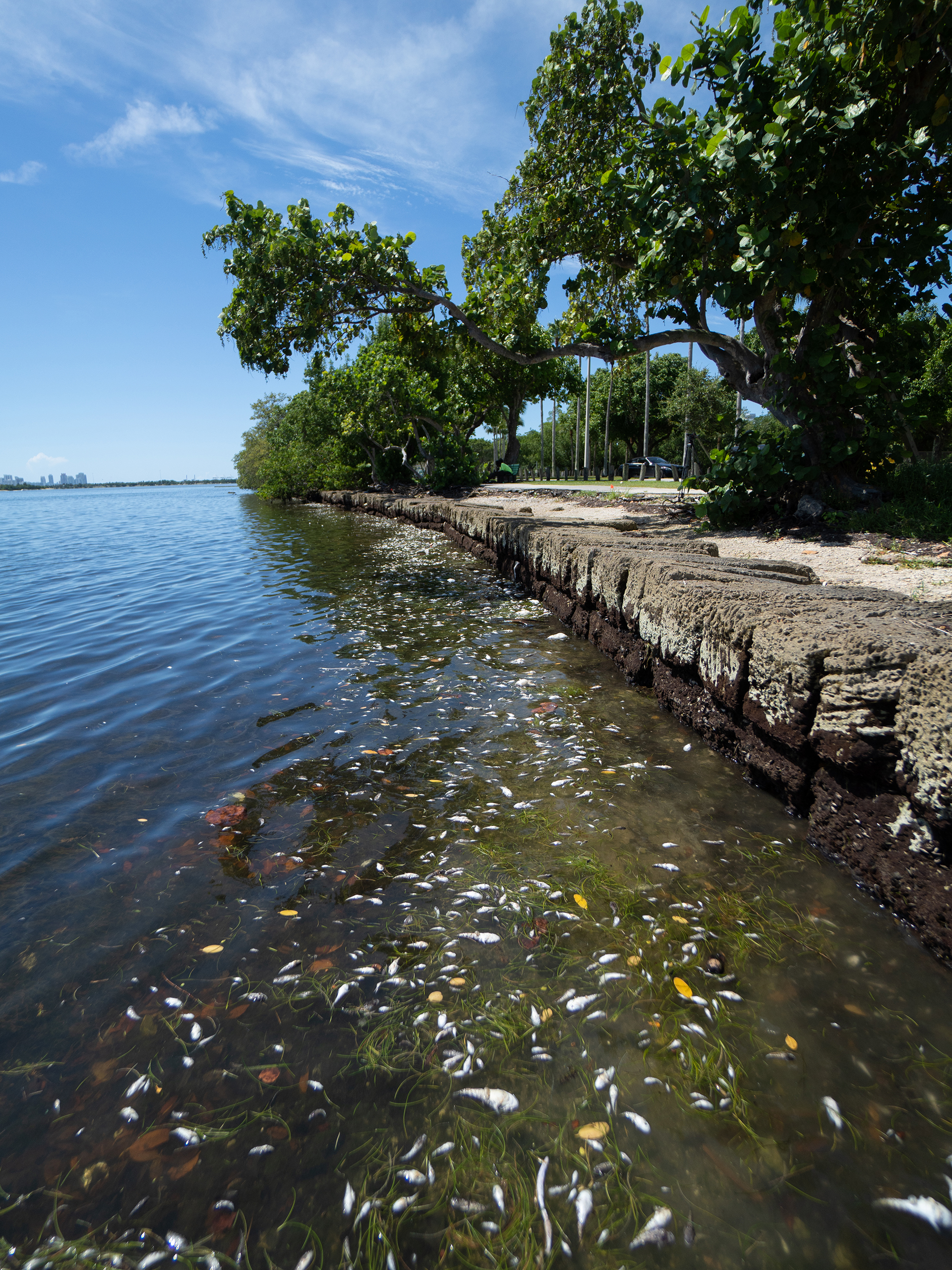 Para las autoridades locales, la limpieza de la bahía es un tema prioritario