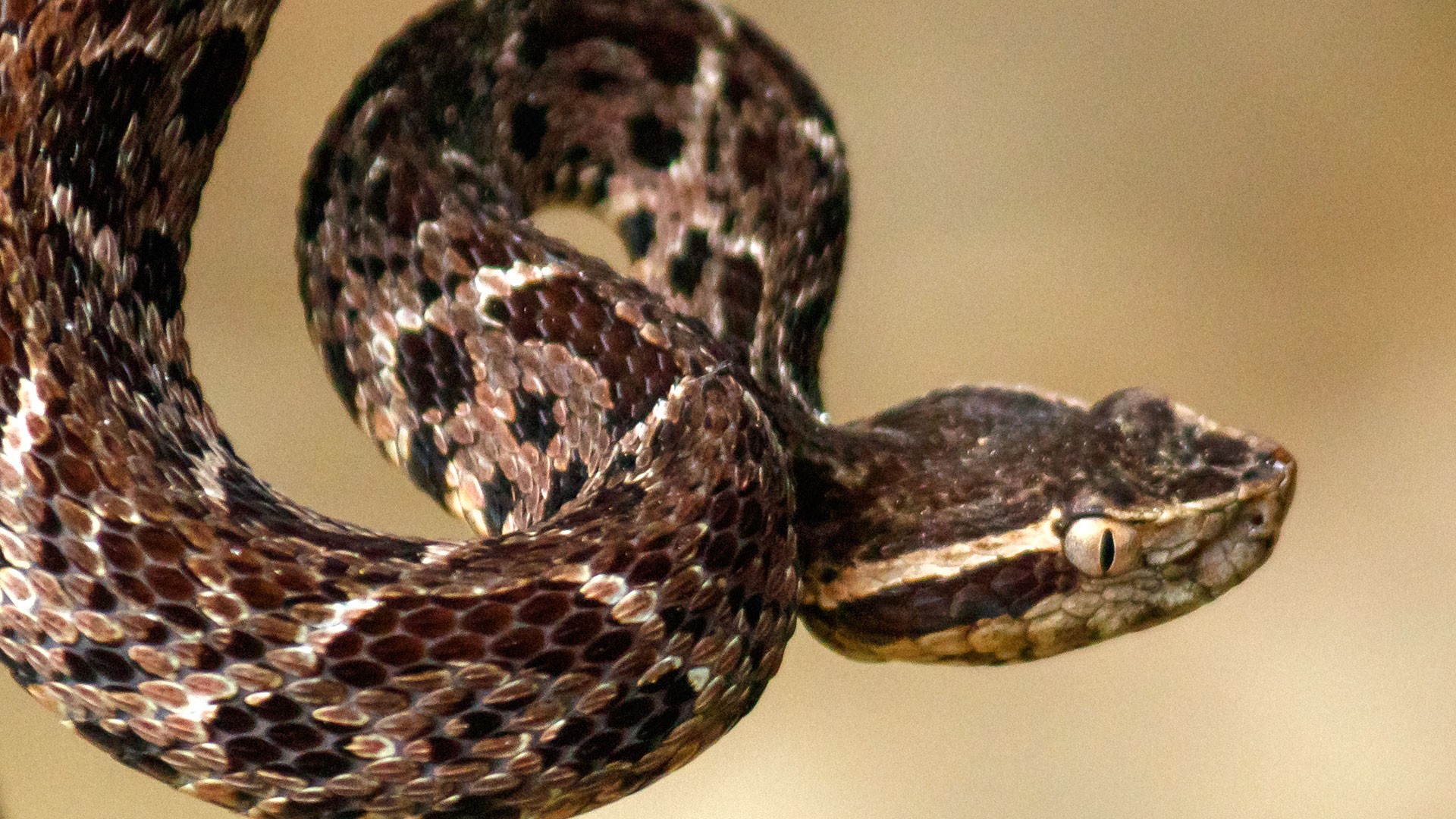 En todo el mundo existen 11 mil especies de reptiles, de las cuales 3.700 son serpientes (Archivo)