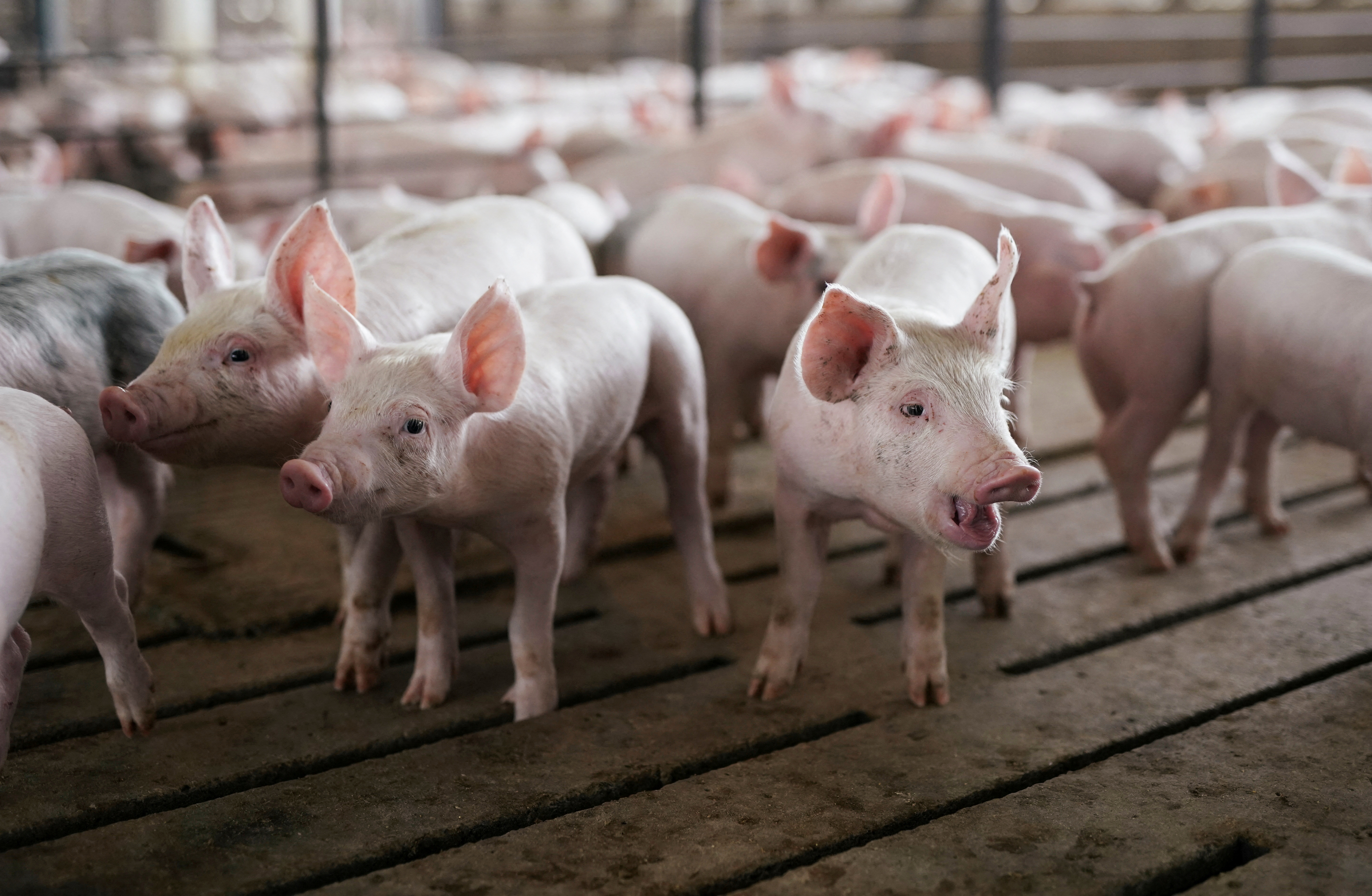 Los intentos chinos por mantener el precio interno de la carne de cerdo también sacudieron al mercado global