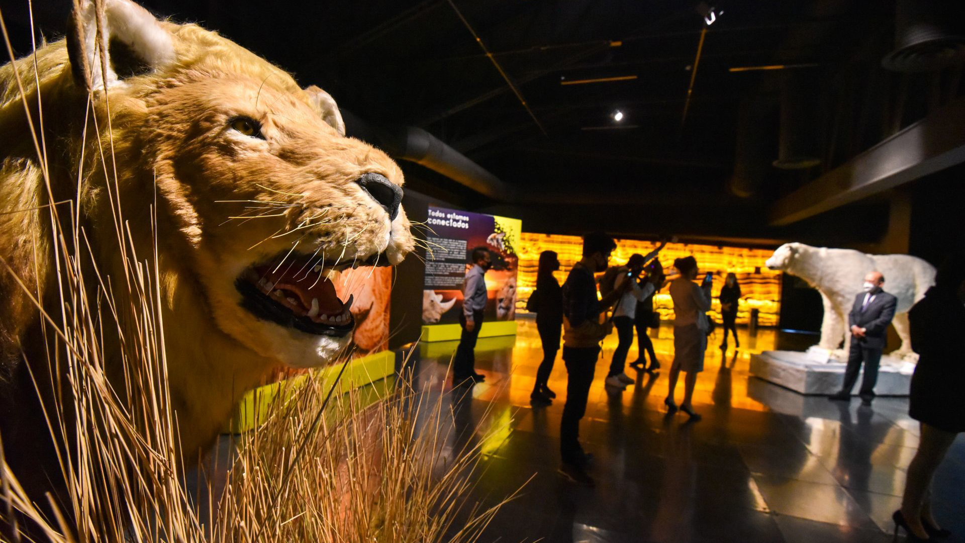 Después de permanecer 5 meses cerrado el Centro Cultural Toluca por la contingencia de COVID-19 abrió sus puertas de nueva cuenta con la exposición “Sobrevivientes” y “Vínculos Invisibles” del Universum (Foto: Cuartoscuro)