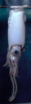 Hasta antes del video se creía que estos calamares flotaban con la cabeza colgando hacia abajo.