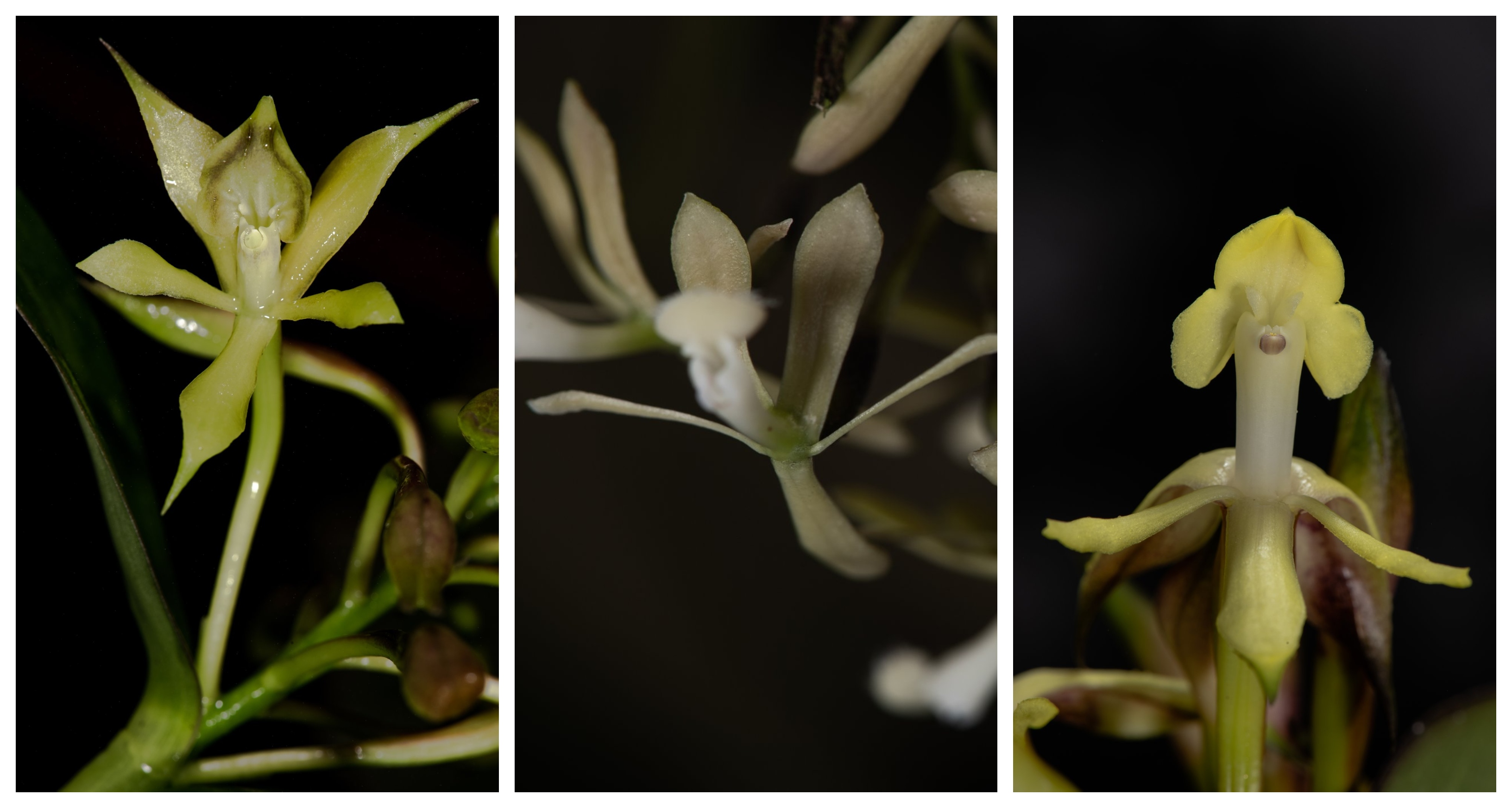 Descubren tres nuevas especies de orquídeas en Parques Nacionales de  Colombia - Infobae